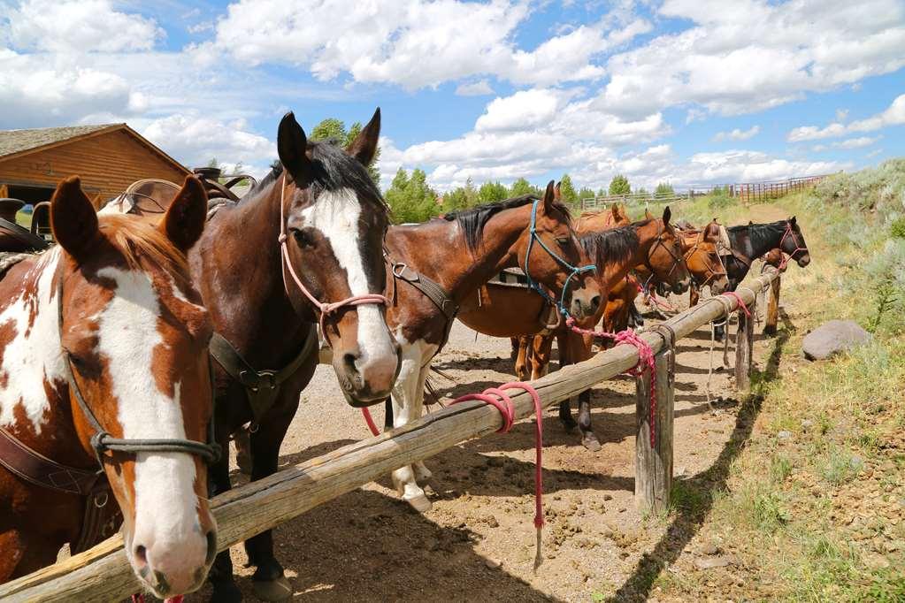 Spring Creek Ranch Hotell Jackson Eksteriør bilde